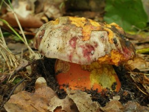 Boletus legaliae3.jpg