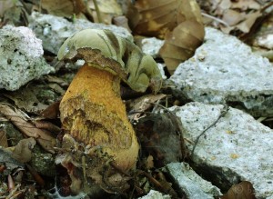 Boletus luridus.jpg