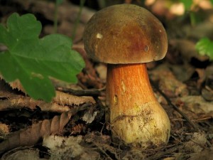 Boletus luridus.jpg