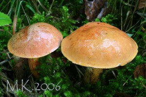 Boletus_luridus.jpg