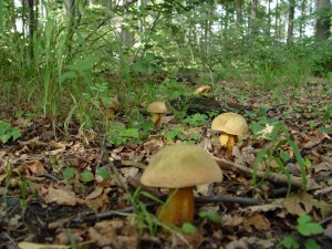 Boletus luridus.jpg