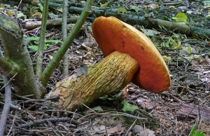 Boletus luridus_hib kolodj.jpg