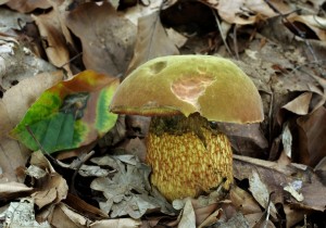 Boletus luridusB.jpg