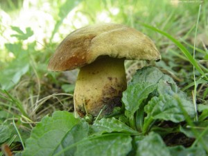 Boletus queleti.jpg