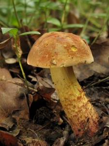 Boletus queletii1.jpg