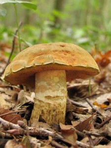 Boletus queletii2.jpg