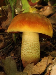 Boletus queletii2.jpg