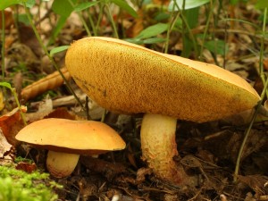 Boletus queletii3.jpg