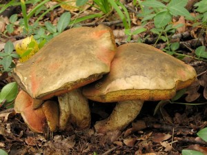 Boletus queletii3.jpg