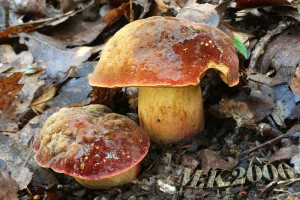 Boletus_queletii.jpg