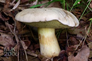 Boletus_radicans.jpg