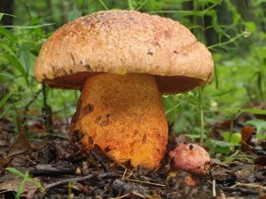 Boletus rhodopurpureus2.jpg