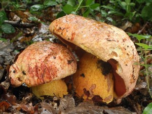 Boletus rhodopurpureus3.jpg