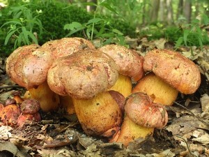 Boletus rhodopurpureus4.jpg