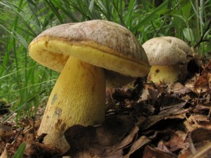 Boletus sp.1.jpg