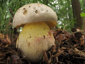 Boletus sp.2.jpg