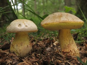 Boletus sp.3.jpg