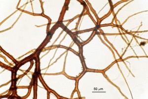 BovistaNigr.Kapilicium03.jpg