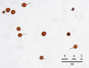 BovistaNigr.Spores01.jpg