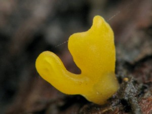 Calocera.jpg