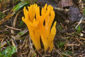 calocera_viscosa_dm_15.jpg