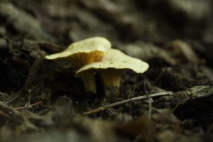 Cantharellus cibarius var. olivascen.jpg