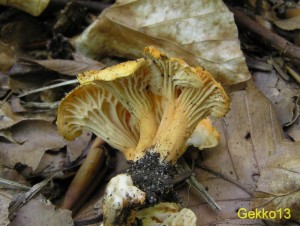 Cantharellus friesii.JPG