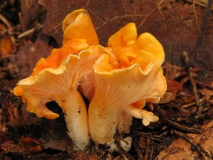 Cantharellus friesii.jpg