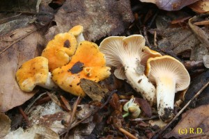 Cantharellus_friesii.jpg