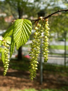 Carpinus betulus2.jpg