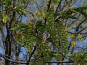 Carpinus betulus - detail v kvtu.jpg