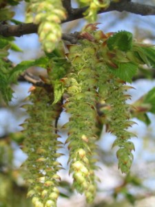 Carpinus betulus - kvt.jpg