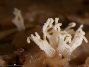 ceratiomyxa1.jpg