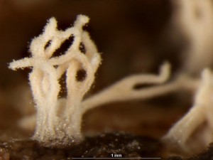 ceratiomyxa2.jpg