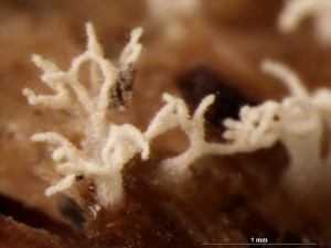 ceratiomyxa4.jpg