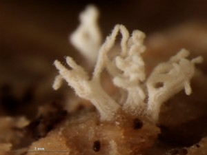 ceratiomyxa6.jpg