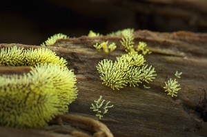 Ceratiomyxa_fruticulosa_f._aurea2.jpg