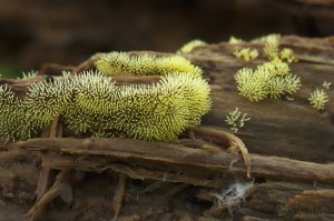 Ceratiomyxa_fruticulosa_f._aurea3.jpg