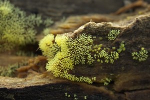 Ceratiomyxa_fruticulosa_f._aurea.jpg