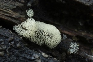 Ceratiomyxa_fruticulosa_var._fruticulosa2.jpg