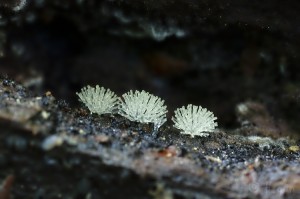 Ceratiomyxa_fruticulosa_var._fruticulosa3.jpg