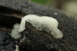 Ceratiomyxa_fruticulosa_var._fruticulosa.jpg