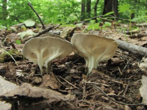 chap ebernat-Helvella costifera 7.jpg