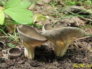 chap kostovit-Helvella costifera1.jpg