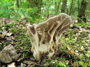 chap kostovit-Helvella costifera2.jpg