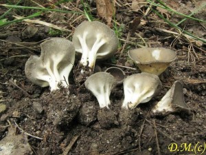 chap kostovit-Helvella costifera.jpg