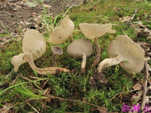 chap pit-Helvella macropus.jpg