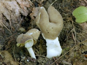 Chap prun - Helvella elastica1.jpg