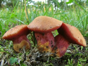 Chalciporus rubinus3.jpg