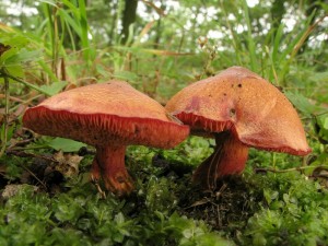 Chalciporus rubinus.jpg